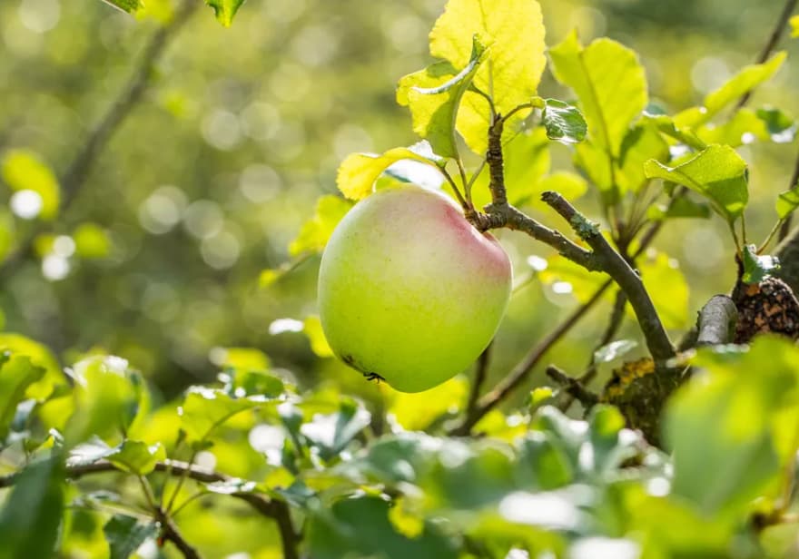 Platzhalterbild für Säfte & Sirupe
